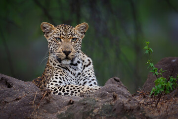 Portrait of a Leopard with a green background in Sabi Sands game reserve in the Greater Kruger Region in South Africa