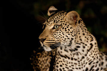 Obraz na płótnie Canvas Portrait of a Leopard at night in Sabi Sands game reserve in the Greater Kruger Region in South Africa