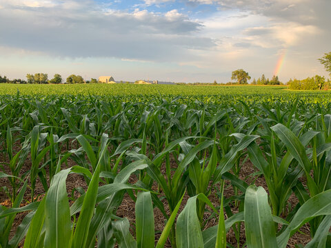 Corn growing in large field in foreground with rainbow appearing in the corner of a partially cloudy, partially blue sky