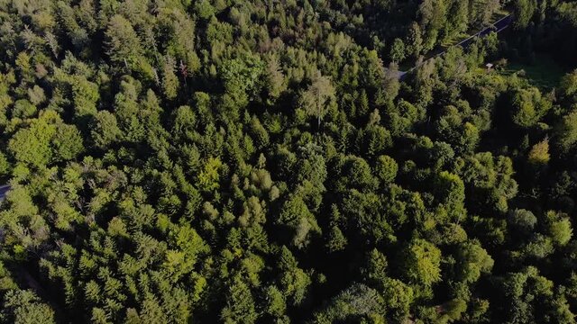 Aerial view from Habsburg forest from above, with place for afforestation after storm in 1999 called Lothar in Switzerland.