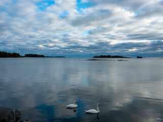 Two whooper swans swimming in the waterfront preparing for the storm.