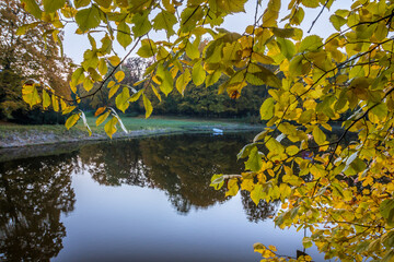 Autumn trees alley with colorful leaves in the park
