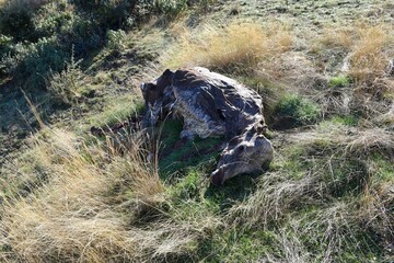 Cow corpse on grass in mountain dunghill.