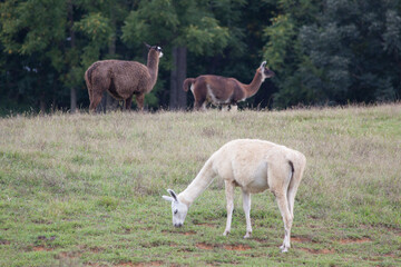 Llama grazing in a field