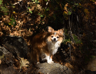 Fototapeta premium dog in the forest