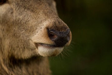 The deer advertises itself in the forest