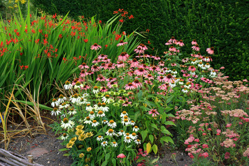 A garden patch full of Echinacia flowers