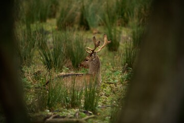 The deer advertises itself in the forest