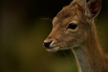 The deer advertises itself in the forest