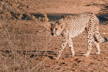Fototapeta na wymiar Beautiful african cheetah