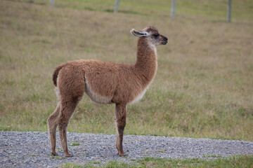 Llamas outdoors