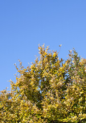 Autumn trees tops against a Blue Sky