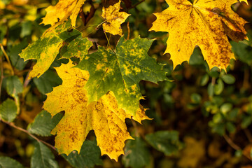 Grüne und gelbe Ahornblätter im Herbst in Nahaufnahme niemand