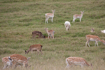 Spotted deer in a field