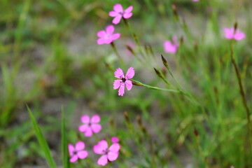 flowers in the forest