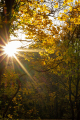 Herbst im Wald mit Sonnen Gegenlichtaufnahme mit buntem Laub