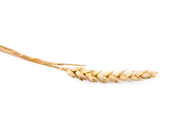 Harvested grain, rye isolated on white background 