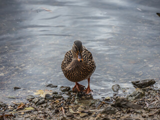 HELLO MRS MALLARD