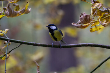 Fototapeta premium Peeky tit
