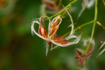 Sweet autumn clematis after flowering / Ranunculaceae perennial vine grass.