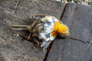 Vogel tragisch Unfall Tod Rotkelchen