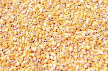 Photo of a pile of corn seeds