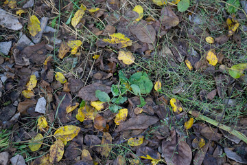 Autumn foliage covered the ground