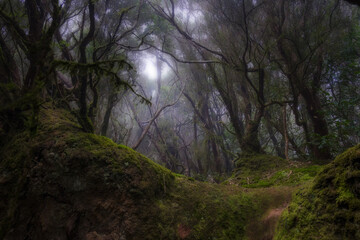 Inside Forest, Magical Ambience Of Anaga mountains foggy Forest - Impressions.
In the Anaga Mountains, the mountain slopes are overgrown with primeval cloud forest, in which clouds often catch. 