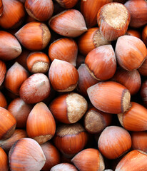 Hazelnuts harvested, top view