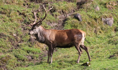 Rothirsch mit Geweih im Herbst.