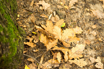 yellow autumn leaves lie on the ground