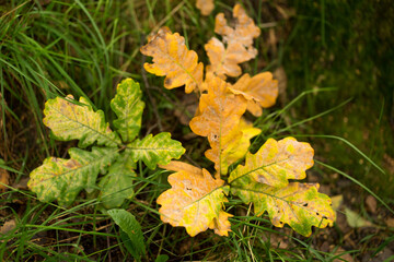 yellow autumn leaves lie on the ground