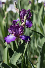 beautiful purple iris flower growing in the garden