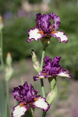 beautiful purple iris flower growing in the garden