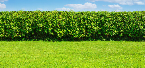 Wide Summer garden template - a green lawn and a long big hedge on a blue sky background with copy...