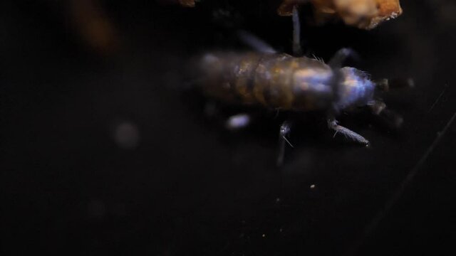 Insect Collembola super macro, family Isotomidae. Sample found in moss on Latvia