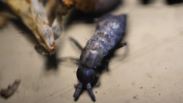 Insect Collembola super macro, family Isotomidae. Sample found in moss on Latvia
