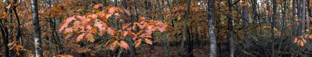 Fall.. Autums. Fall colors. Forest Echten Drenthe Netherlands. Colored leaves. Panorama.