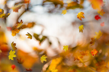 autumn leaves background