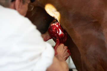 Veterinary surgeon castration a racehorse