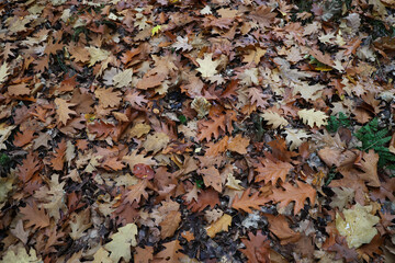 Fallen from a tree leaves in the forest in autumn