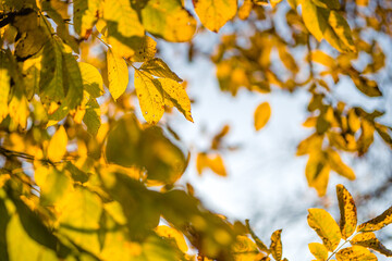 autumn leaves in the sky