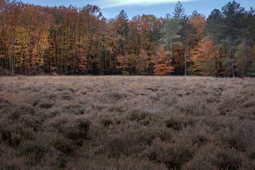 Fall.. Autums. Fall colors. Forest Echten Drenthe Netherlands. Heather and tree line.