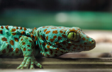 lizard gecko hanging on a bamboo wall