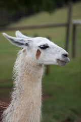 Obraz premium Lama outdoors