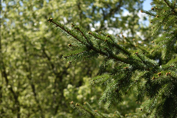 green spruce branch on a green background