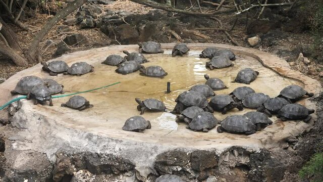 Pool of Baby Tortorises at Fausto Llerena Breeding Center, Galapagos