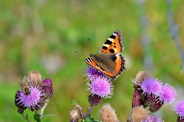 Rusałka pokrzywnik (Nymphalis urticae) i pszczoła miodna (Apis mellifera) na kwiatach ostu. Alpejska łąka.