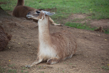 Obraz premium Lama outdoors