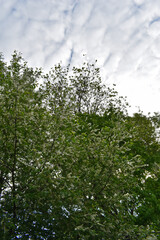 tree branches against the blue sky